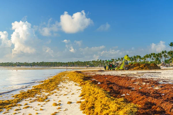 Punta Cana, Dominican Republic - June 17, 2018: sargassum seaweeds on the beaytiful ocean beach in Bavaro, Punta Cana, the result of global warming climate change. — Stock Photo, Image