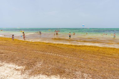 Punta Cana, Dominican Republic - June 24, 2018: sargassum seaweeds on the beaytiful ocean beach in Bavaro, Punta Cana, the result of global warming climate change. clipart