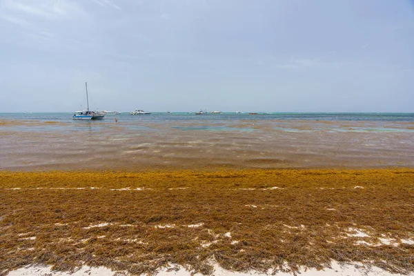 Punta Cana, República Dominicana - 24 de junio de 2018: algas sargassum en la playa beaytiful del océano en Bavaro, Punta Cana, el resultado del calentamiento global cambio climático . — Foto de Stock