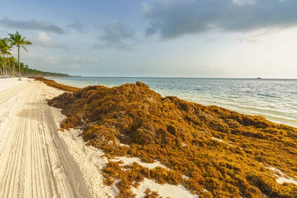 Punta Cana, Dominican Republic - June 25, 2018: sargassum seaweeds on the beaytiful ocean beach in Bavaro, Punta Cana, the result of global warming climate change.