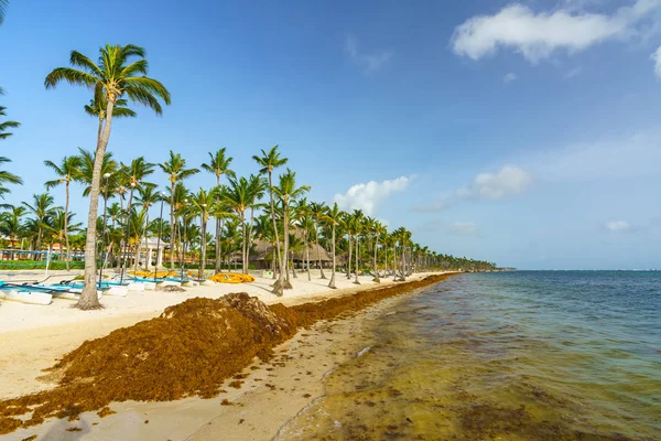 Punta Cana, Dominican Republic - June 25, 2018: sargassum seaweeds on the beaytiful ocean beach in Bavaro, Punta Cana, the result of global warming climate change.