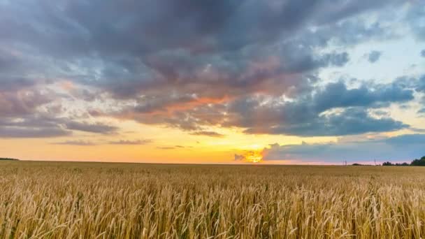 Pôr do sol acima do campo de trigo - lapso de tempo 4K — Vídeo de Stock