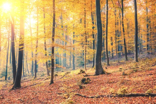 Floresta de outono ensolarada — Fotografia de Stock