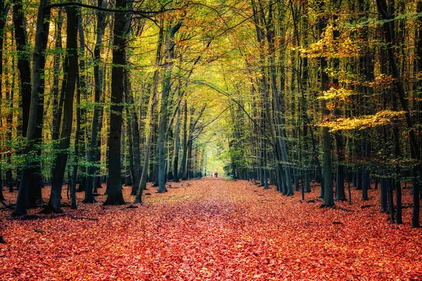가을 숲으로 들어가는 길 — 스톡 사진