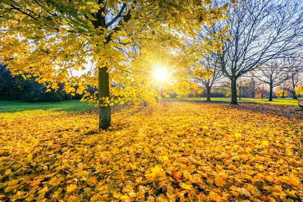 Sunny autumn maples in the park — Stock Photo, Image