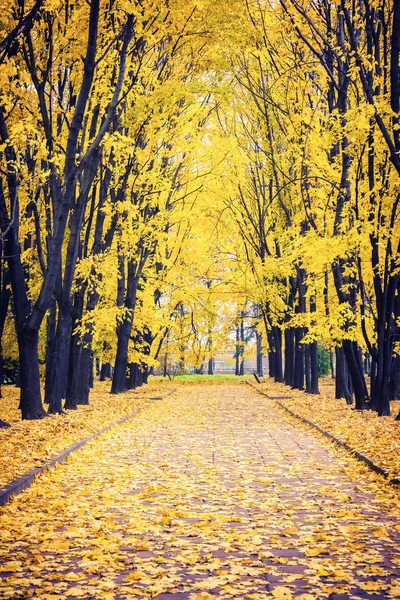 Allée dans le parc d'automne — Photo