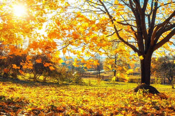 Érable d'automne brillant — Photo
