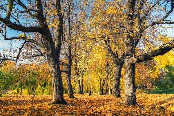 Zonnige herfst in het park — Stockfoto