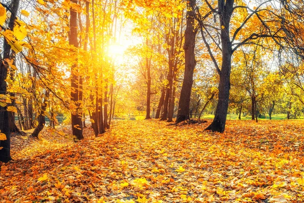 Słoneczny jesień w parku — Zdjęcie stockowe