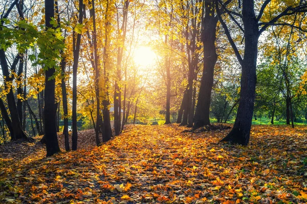 Солнечная осень в парке — стоковое фото