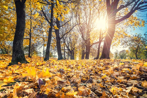 Яркая листва в осеннем парке — стоковое фото