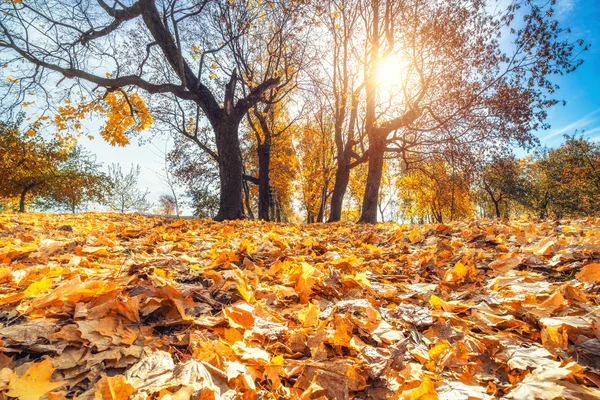 Jasne liście w jesiennym parku — Zdjęcie stockowe