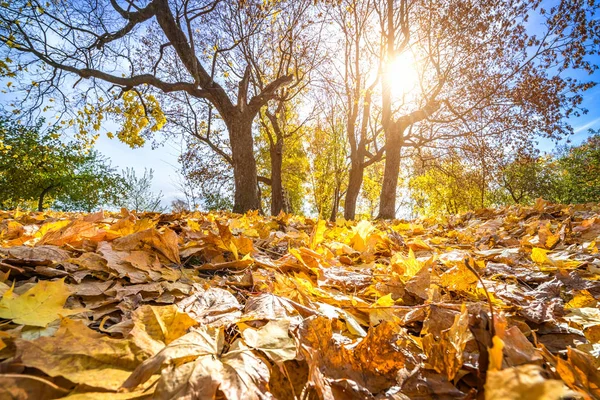 Fényes lombozat az őszi parkban — Stock Fotó