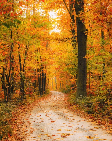 明るい秋の森 ロイヤリティフリーのストック画像