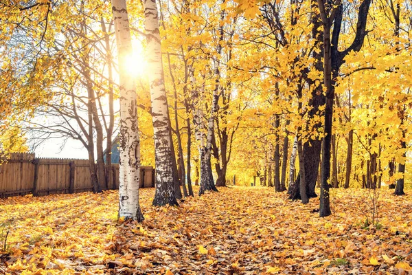 Outono ensolarado no parque — Fotografia de Stock