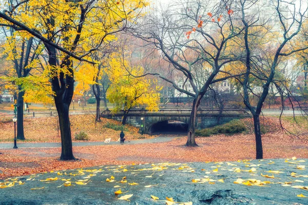 NY Central park at rainy day — Stock Photo, Image