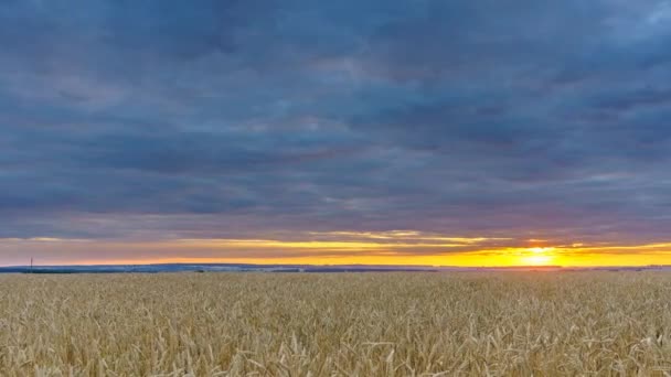 Pôr do sol acima do campo de trigo - lapso de tempo 4K — Vídeo de Stock