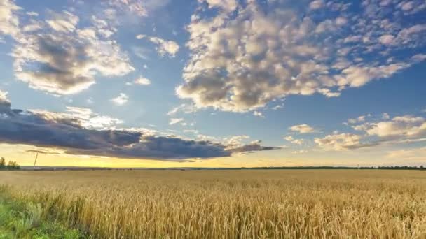 Закат над пшеничным полем - 4K временной промежуток — стоковое видео