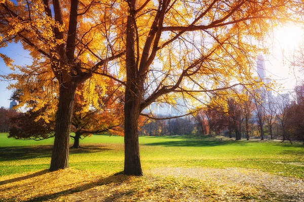 Central park na slunečný podzimní den — Stock fotografie