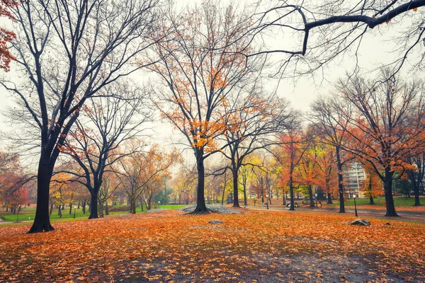 雨の朝のニューヨーク中央公園 — ストック写真