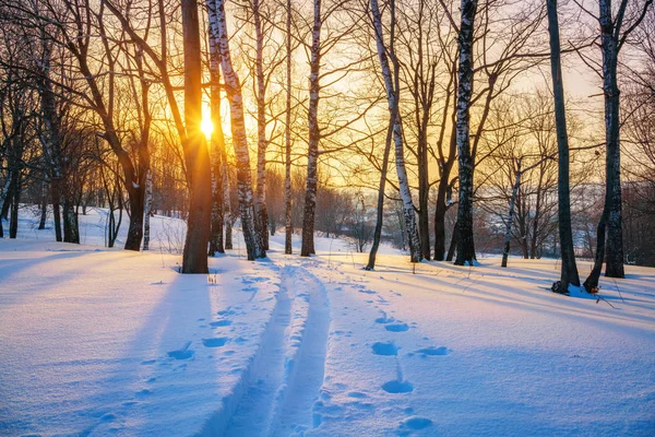 Лыжня в зимнем лесу — стоковое фото