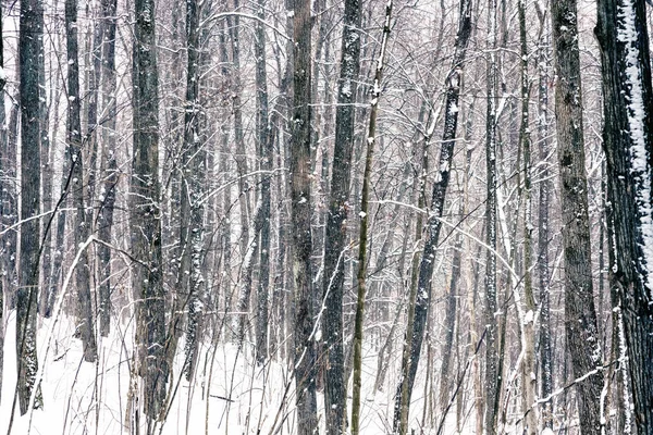 Floresta na tempestade de neve — Fotografia de Stock