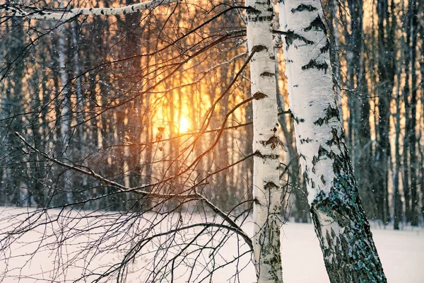 冬の夕暮れの白樺 — ストック写真