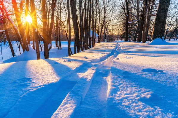 Skibaan in het winterbos — Stockfoto