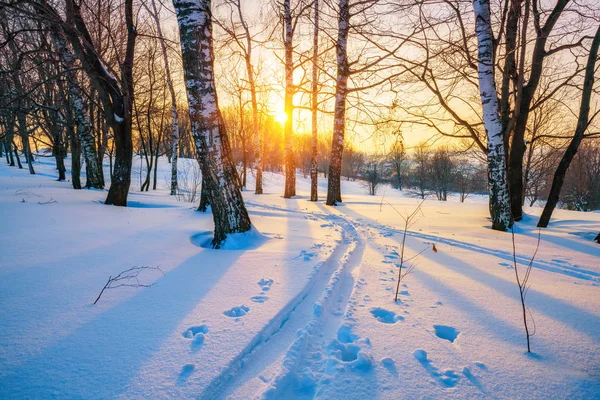 Σκι πίστα στο δάσος χειμώνα — Φωτογραφία Αρχείου