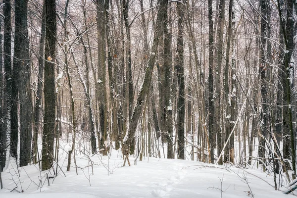 Bosque en tormenta de nieve —  Fotos de Stock