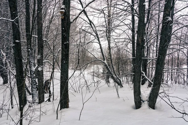 Floresta após tempestade de neve — Fotografia de Stock