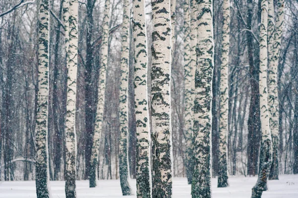 Brzozowy las w śnieżycy — Zdjęcie stockowe