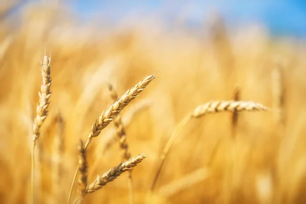 Feche as orelhas de trigo dourado sobre o céu azul no dia ensolarado. — Fotografia de Stock