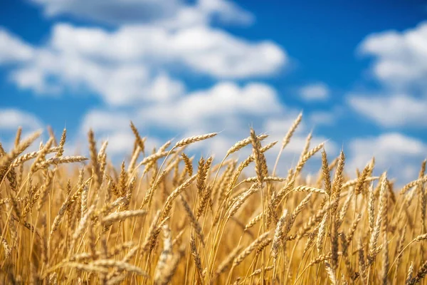 Campo di grano dorato sopra il cielo blu nella giornata di sole. — Foto Stock