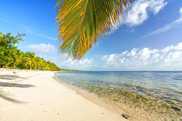 Palmboomblad over oceaanwater op tropisch strand — Stockfoto