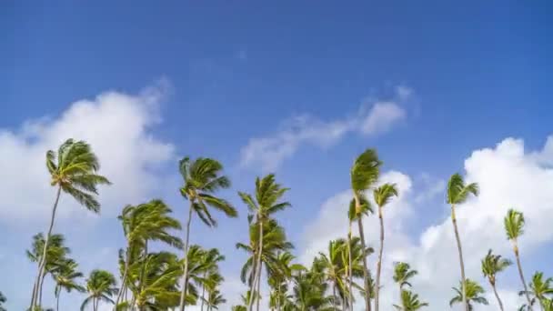 Timelapse de nubes en un cielo azul sobre palmeras en república dominicana — Vídeos de Stock