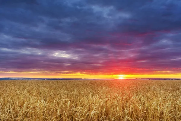 Západ slunce nad pšeničným polem — Stock fotografie