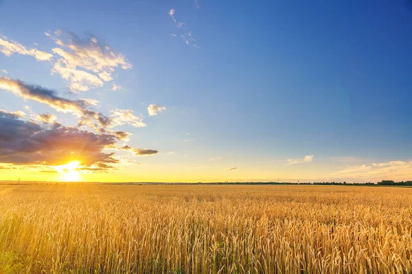 Pôr do sol acima do campo de trigo — Fotografia de Stock