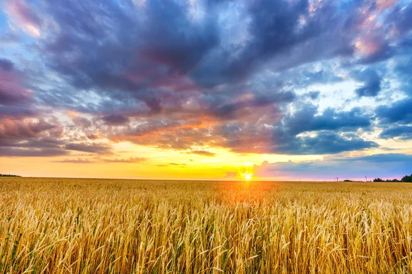 Puesta de sol sobre el campo de trigo — Foto de Stock