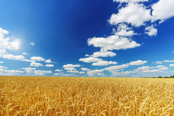 Χρυσό πεδίο σιτάρι πάνω από το γαλάζιο του ουρανού την ηλιόλουστη μέρα. — Φωτογραφία Αρχείου
