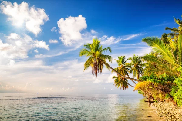 Palmiers sur la plage des Maldives — Photo