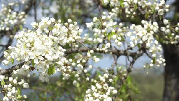 A branch of blooming apple tree on light spring wind. — Stock Video