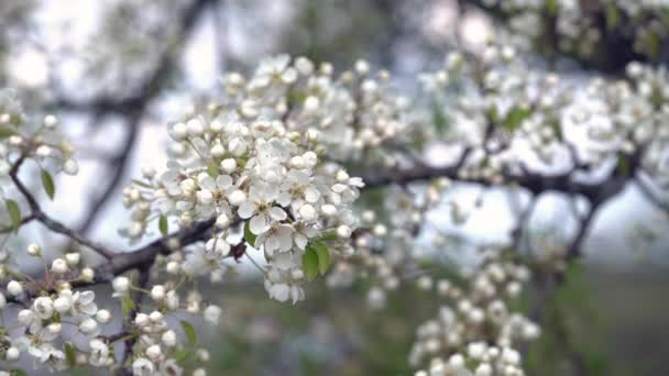 A branch of blooming apple tree on light spring wind. — Stock Video