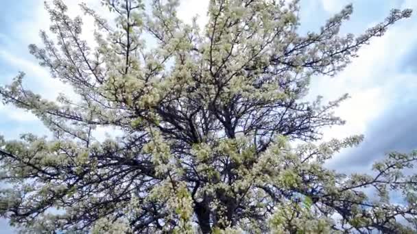 Uma árvore de maçã florescente solitária no vento de primavera leve em um campo . — Vídeo de Stock