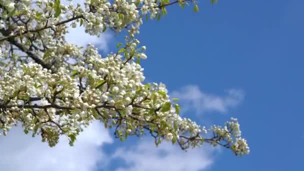 A branch of blooming apple tree on light spring wind over blue sky. — Stock Video