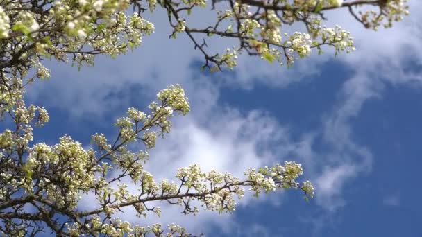 Una rama de manzano floreciente en el viento primaveral sobre el cielo azul . — Vídeos de Stock