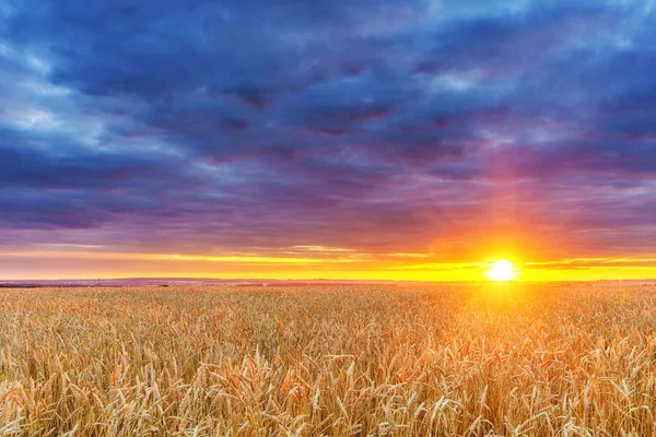 Pôr do sol acima do campo de trigo — Fotografia de Stock