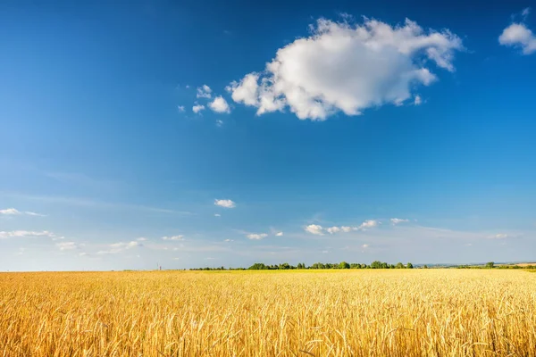 Gouden tarweveld boven de blauwe hemel op zonnige dag. — Stockfoto