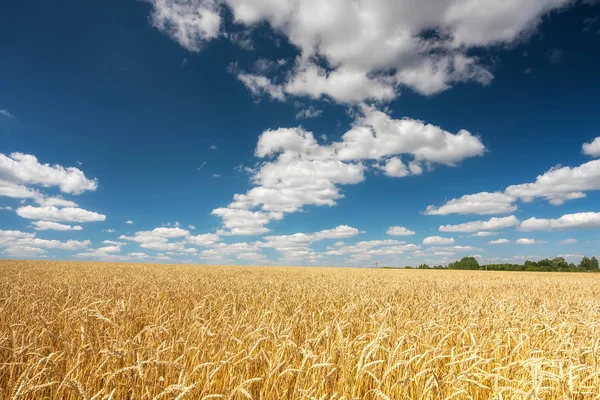 Zlaté pšeničné pole nad modrou oblohou za slunečného dne. — Stock fotografie