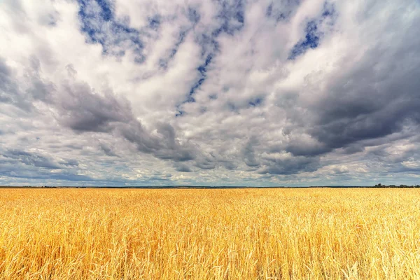 Nuvens acima do campo de trigo no dia de verão — Fotografia de Stock